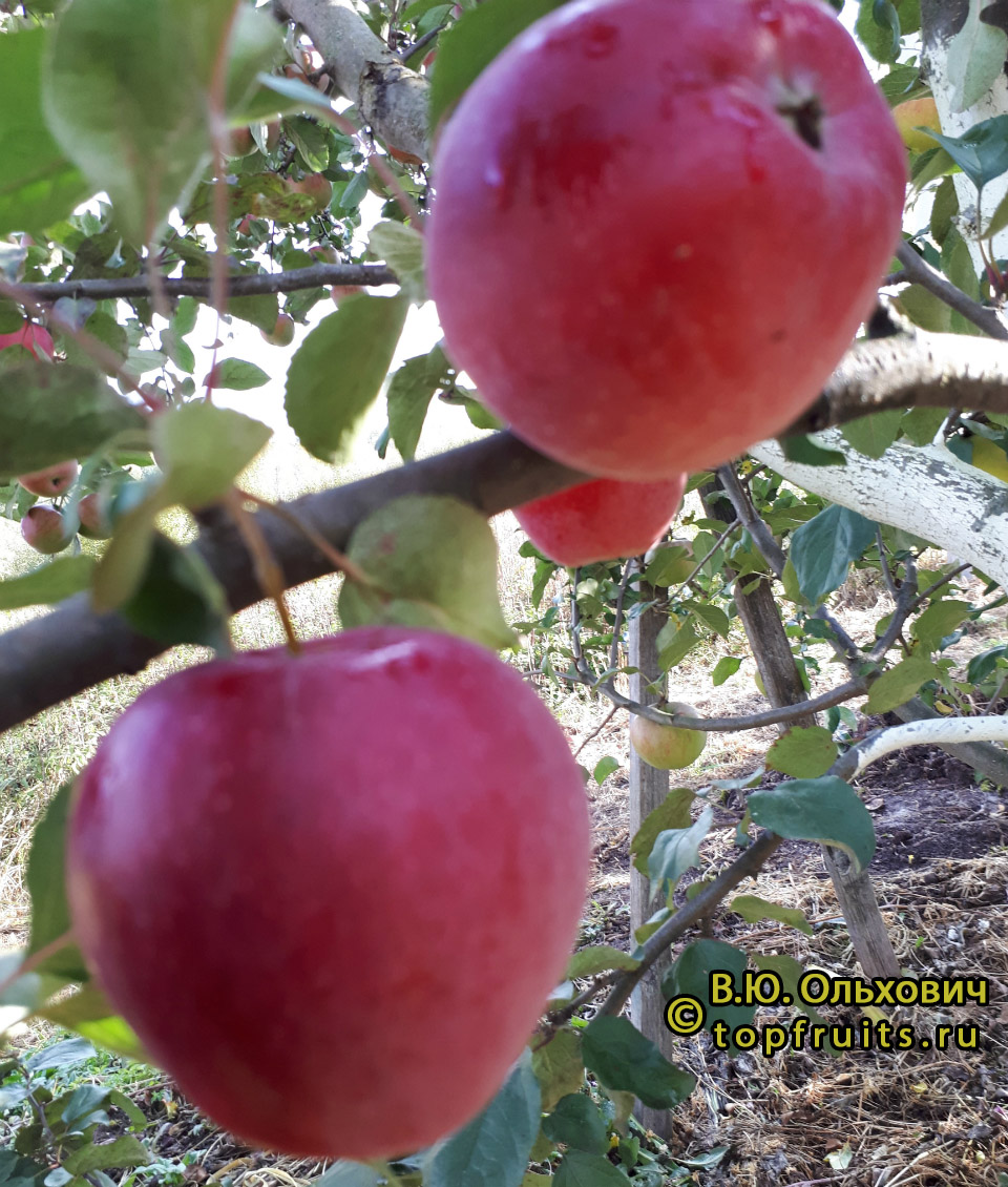 Яблоня Синап Алма-Атинский - описание сорта и фото яблок