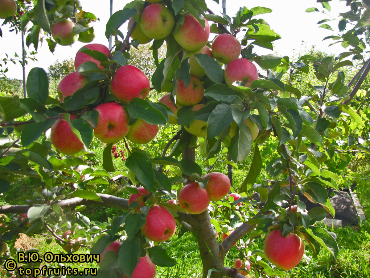 Яблоня Скала - описание сорта и фото яблок