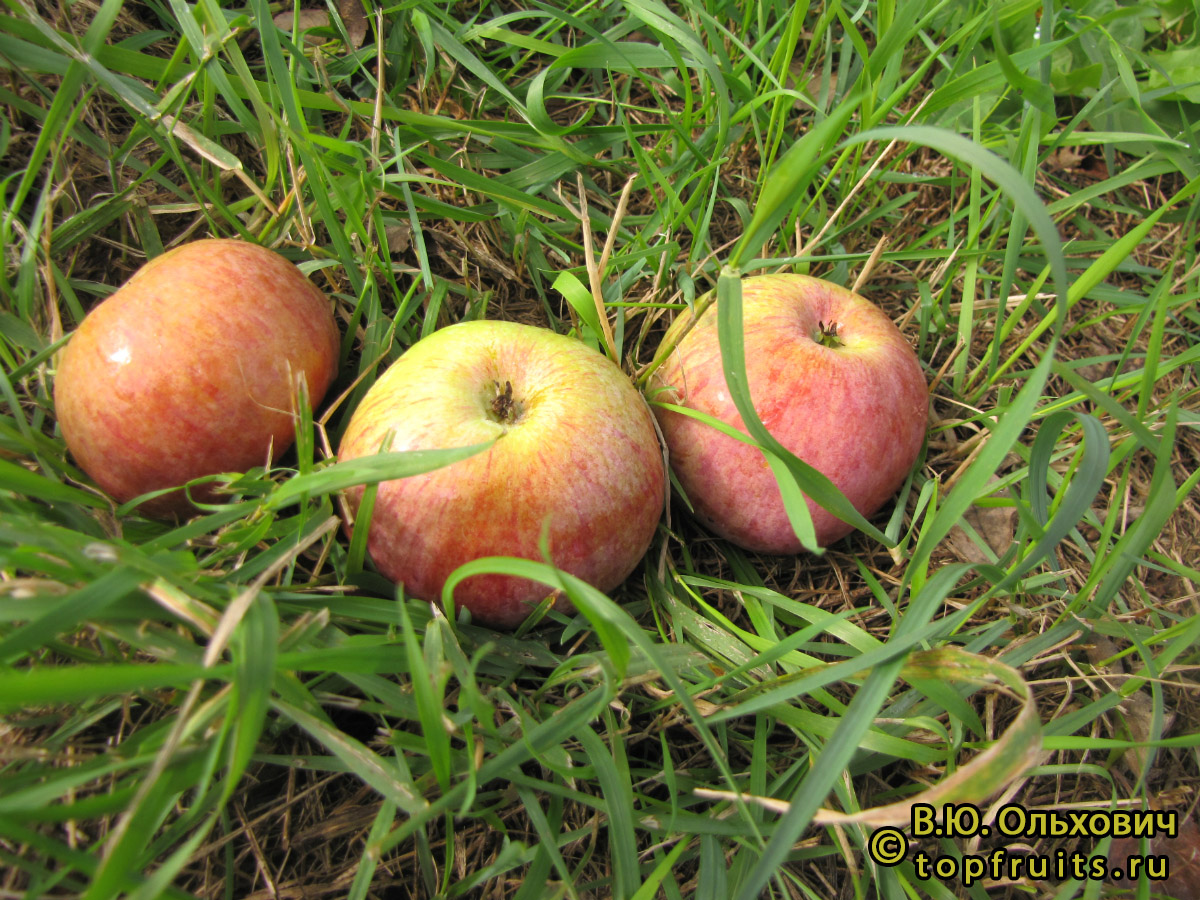 Яблоня Спартак - описание сорта и фото яблок