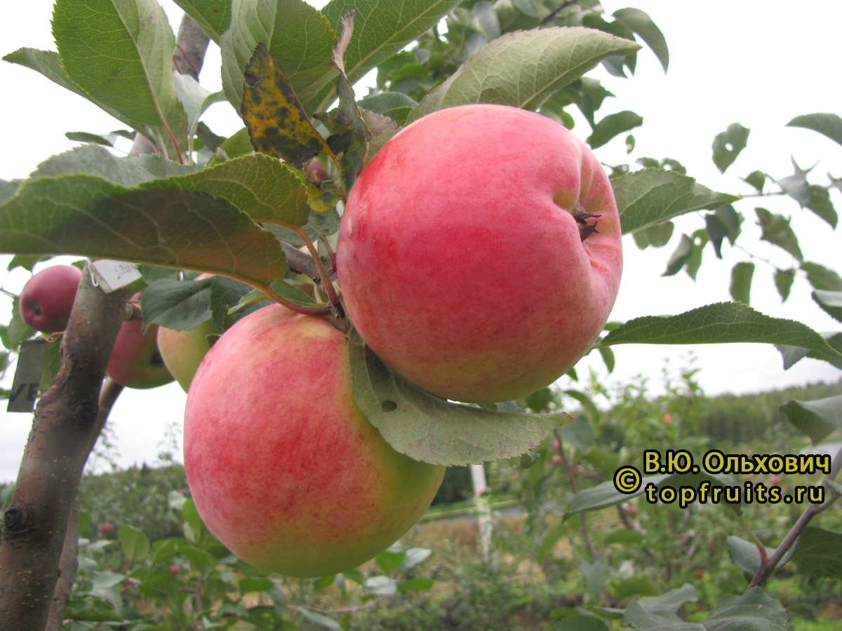 Характеристики яблони Фрегат