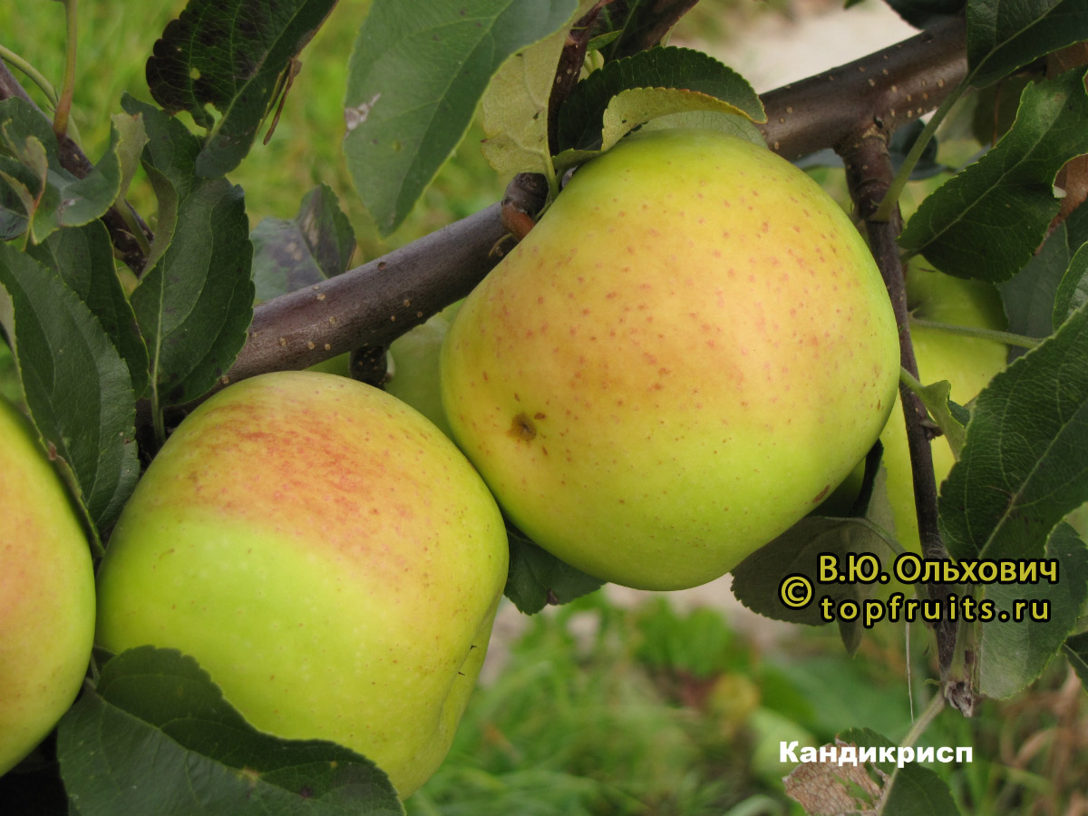 Яблоня Осенняя Радость