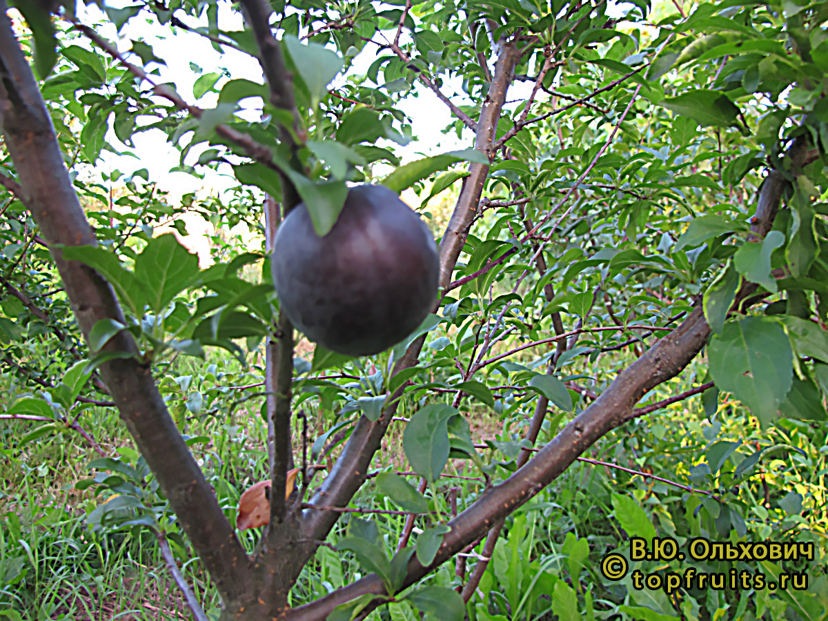 Алыча (слива) гибридная "Клеопатра" - описание сорта и фото плодов