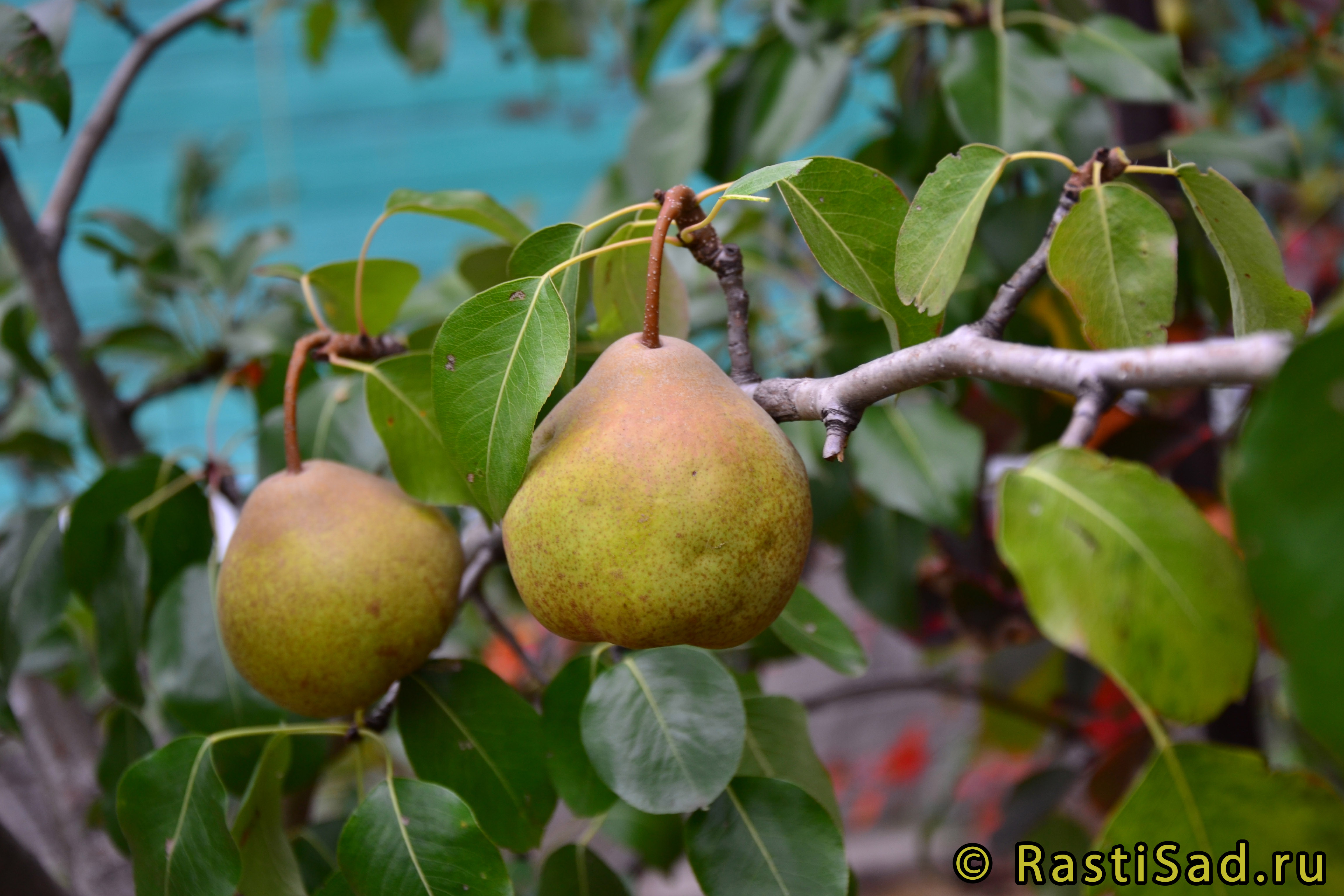 Груша Платоновская - описание сорта и фото груш