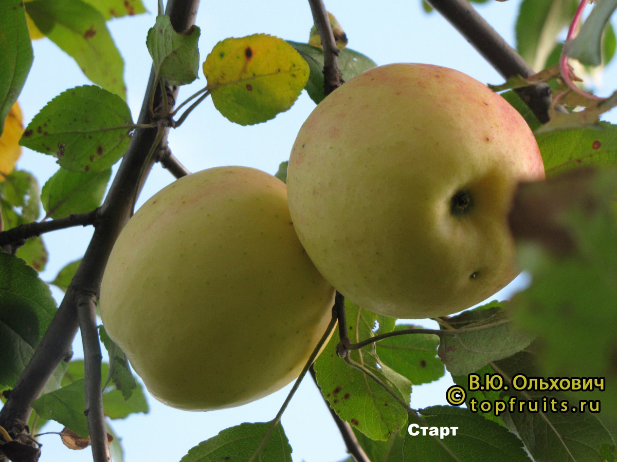 яблоки спартак фото
