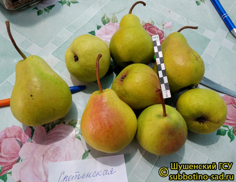 Груша Сретенская - описание сорта и фото груш