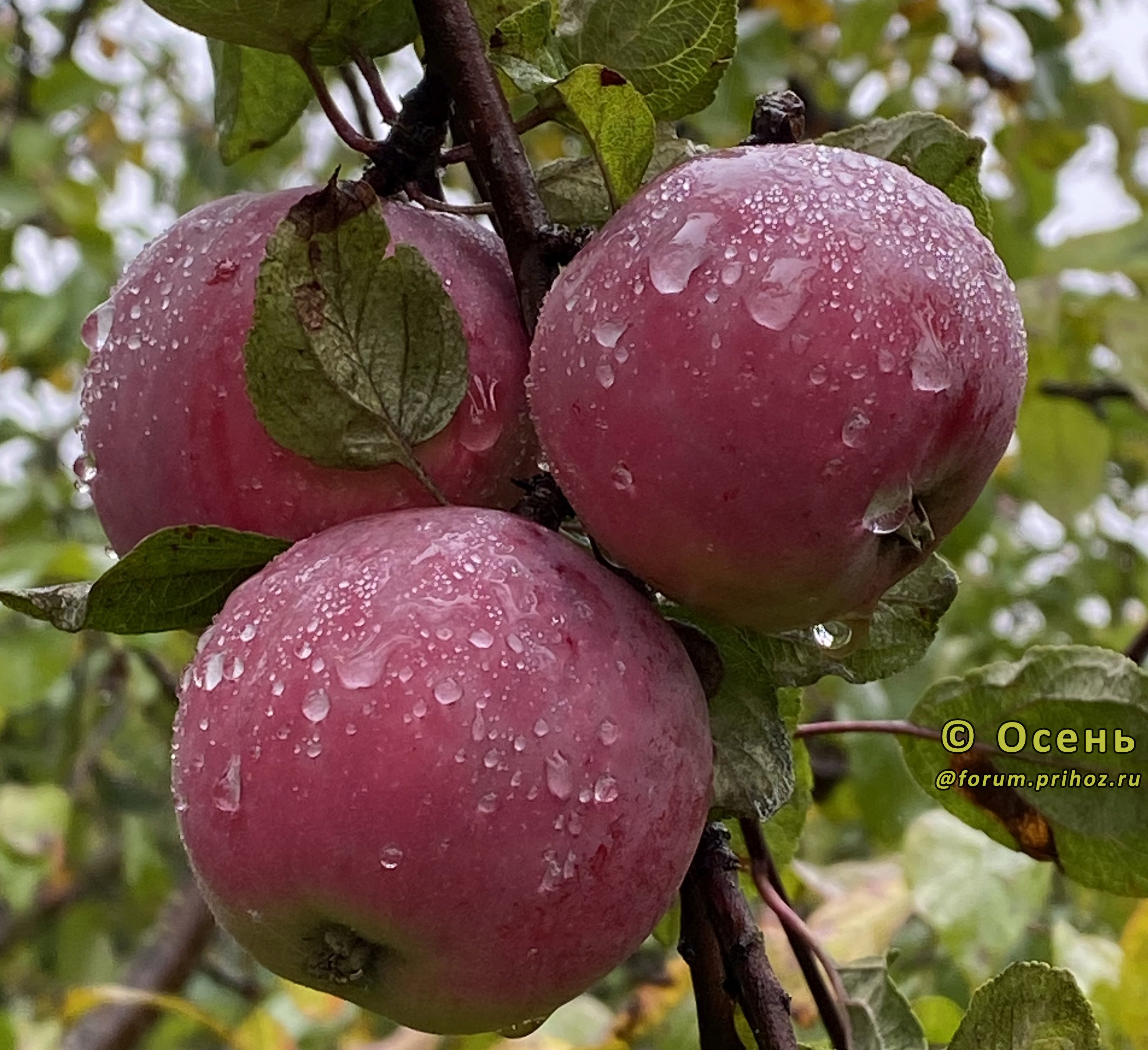 Яблоня Звездочка - описание сорта и фото яблок