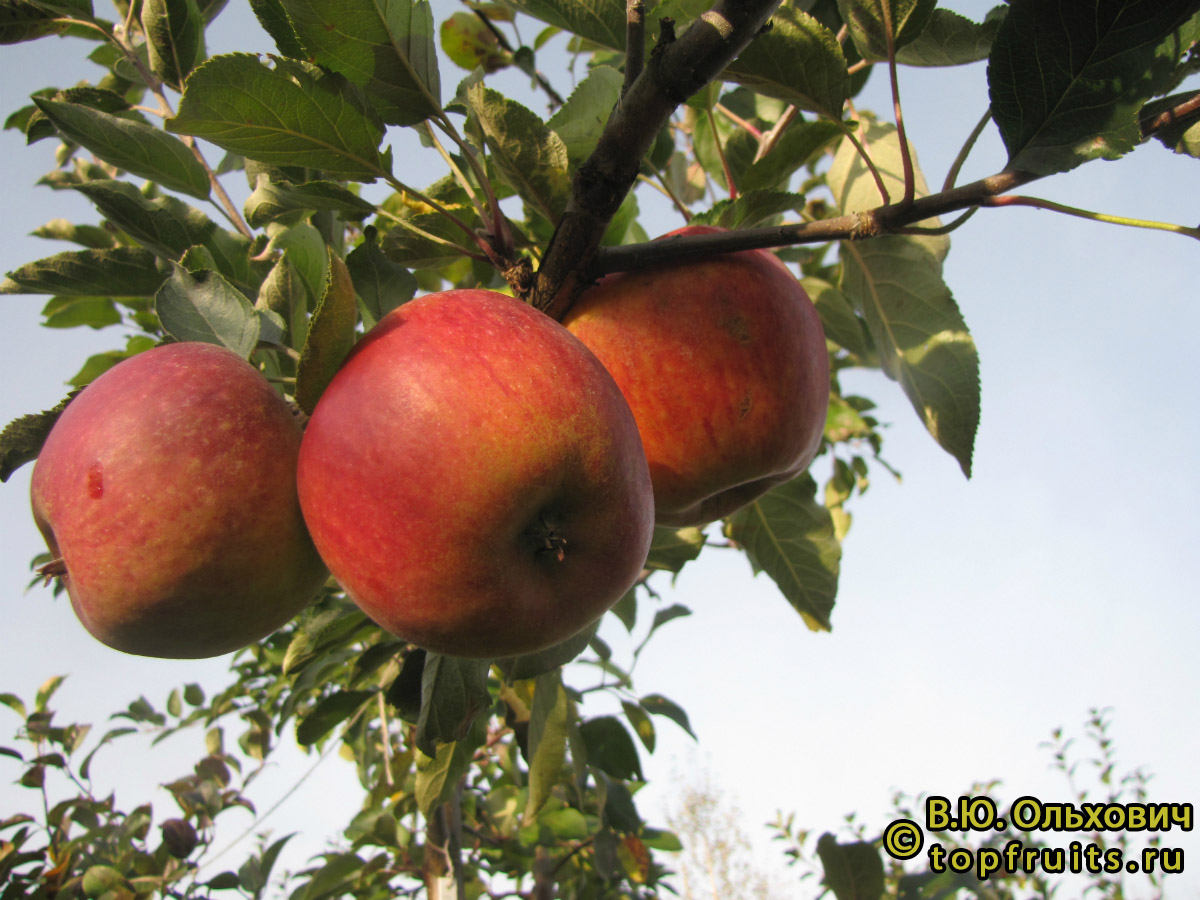 Яблоня Пирос - описание сорта и фото яблок