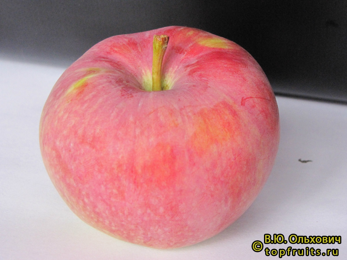 Яблоня Эриксон - описание сорта и фото яблок