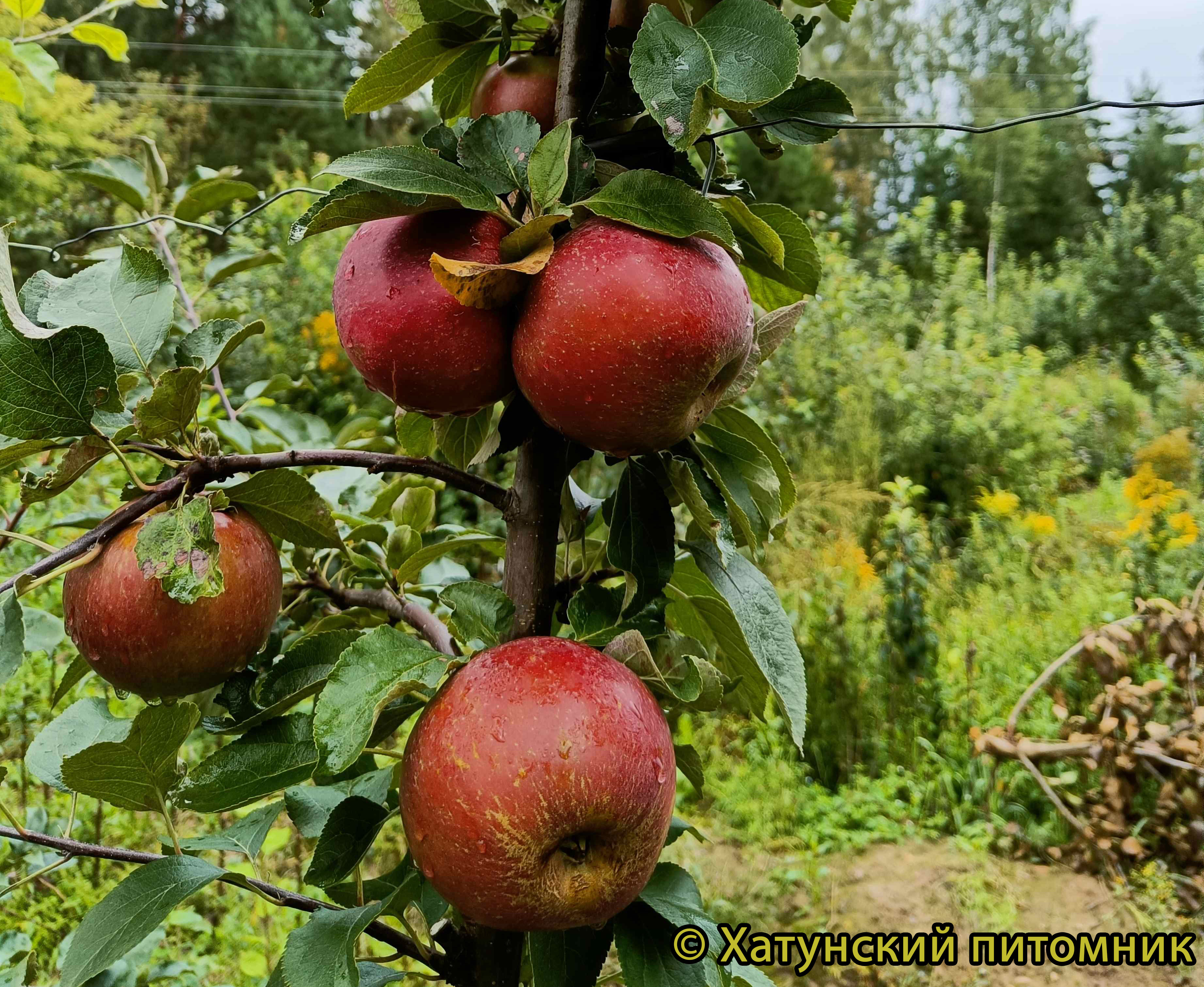 Характеристики сорта яблони Коваленковское