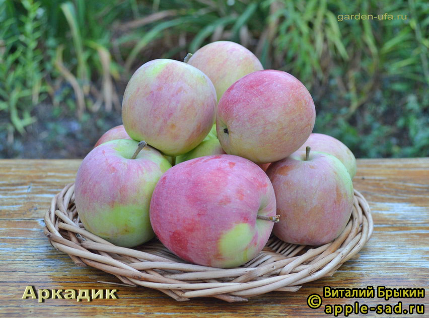 Яблоня Аркадик Отзывы