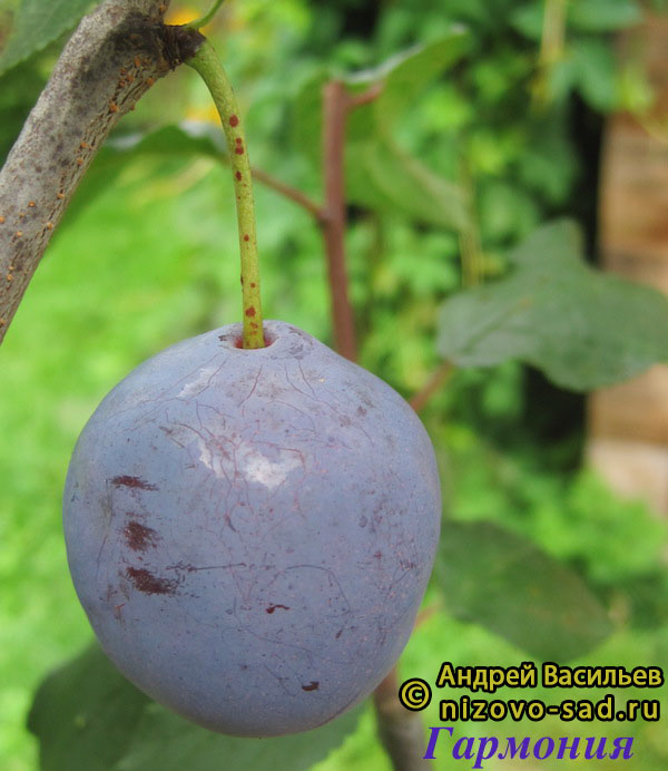 Слива Домашняя "Гармония" - описание сорта и фото плодов