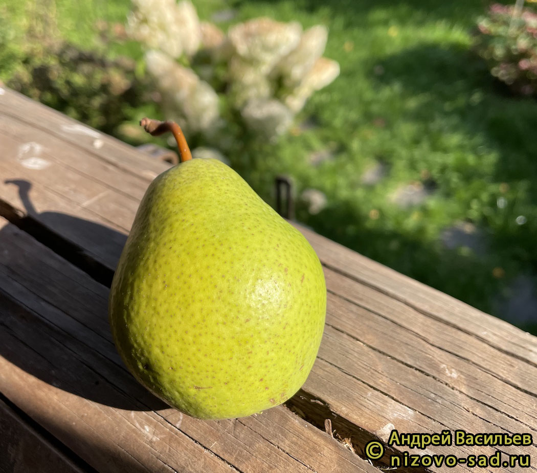 Груша Добрянка - описание сорта и фото груш