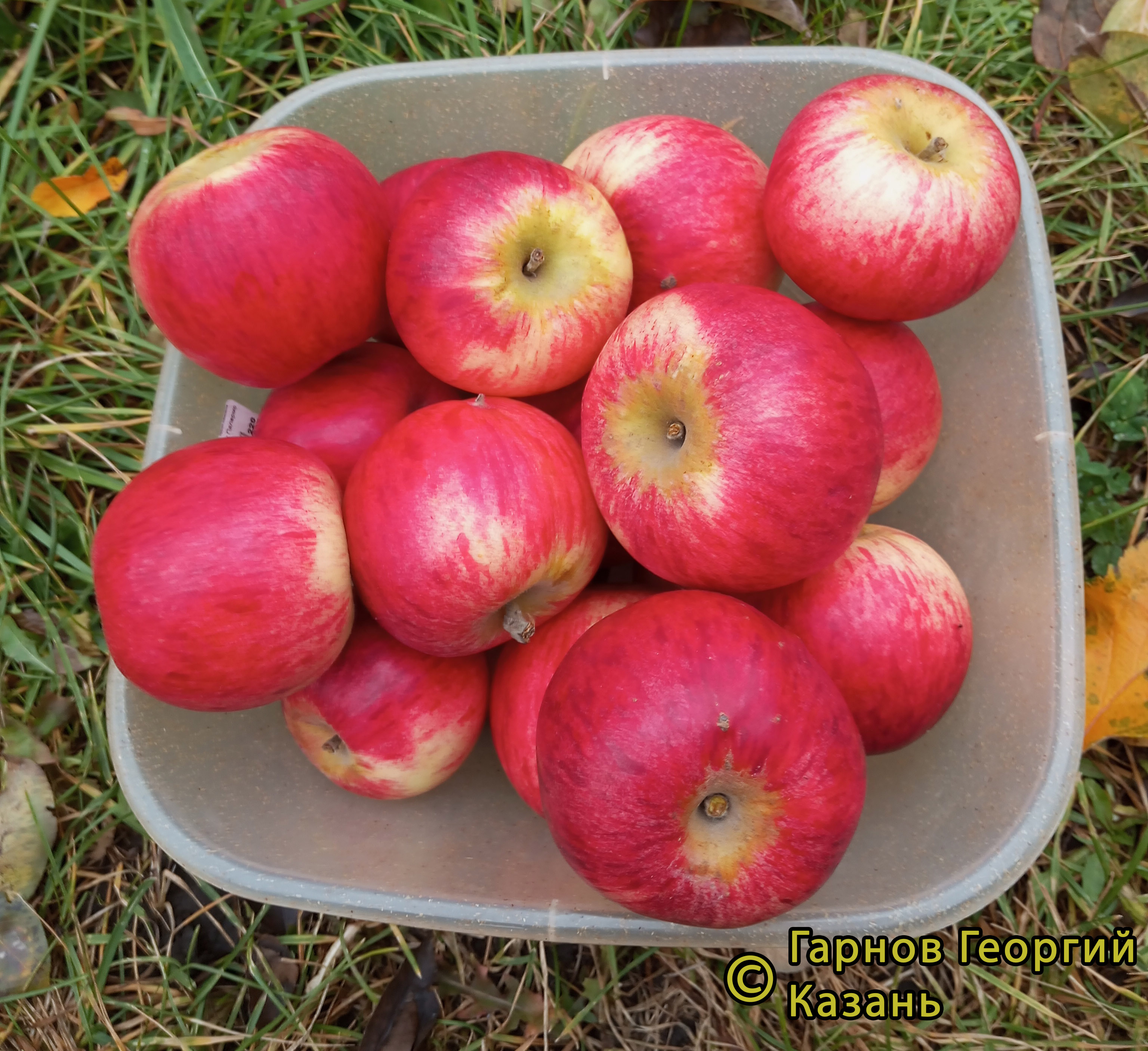 Беркутовское фото яблок