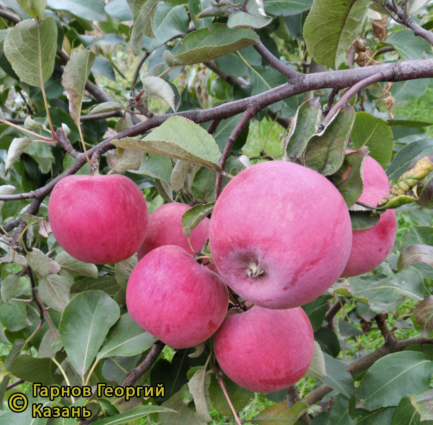 Беркутовское фото яблок