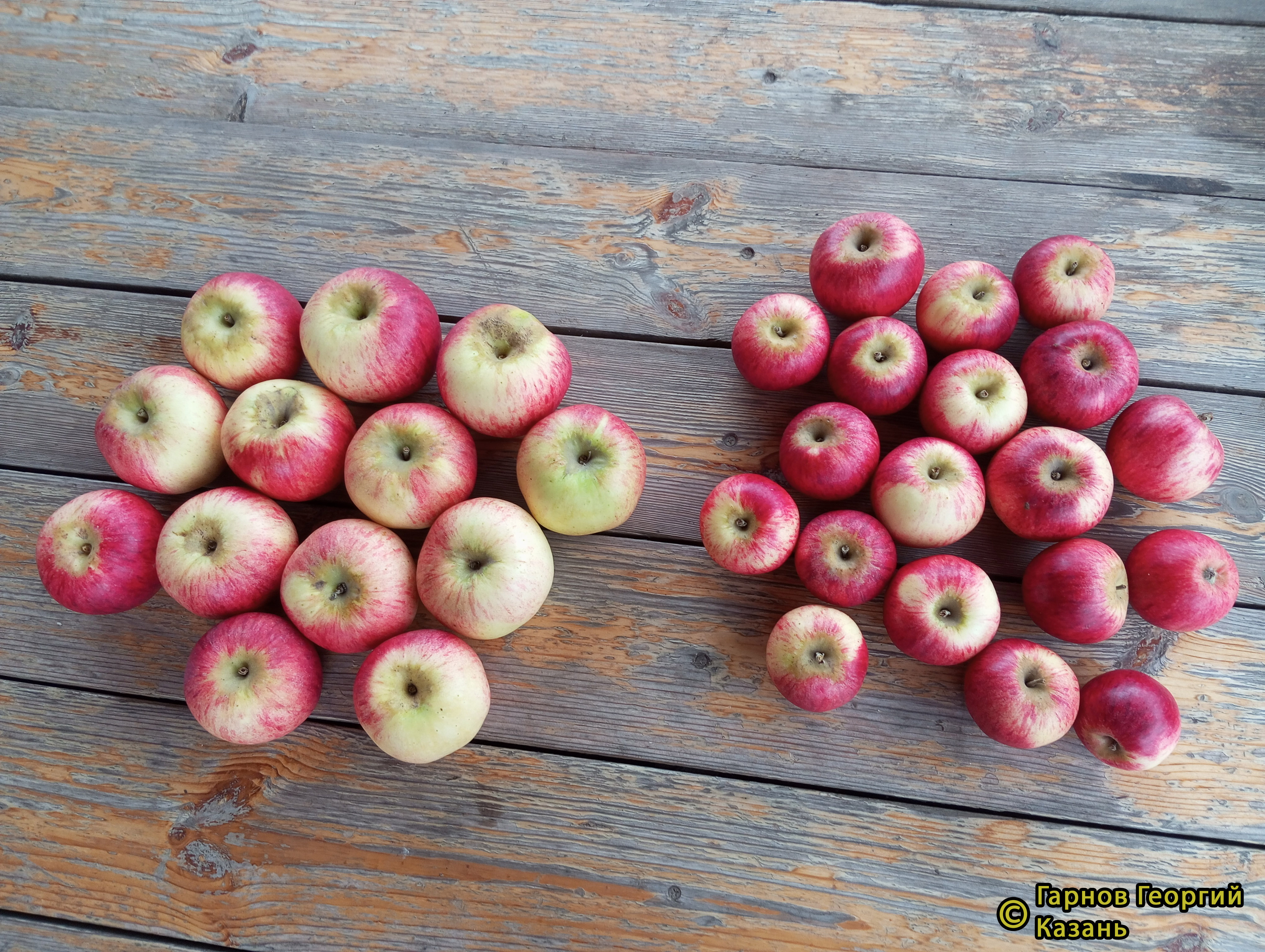 Беркутовское фото яблок