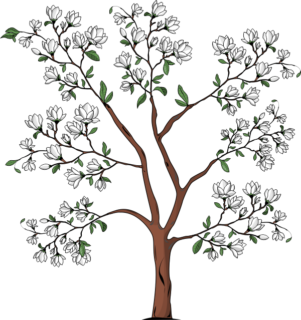 Цветет дерево