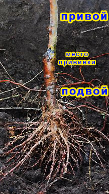 О клоновых подвоях яблони | RastiSad.Ru