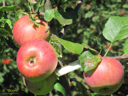 Жигулевское плоды