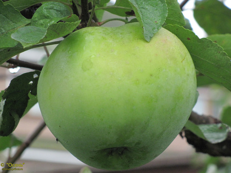 Ренет минский фото яблока