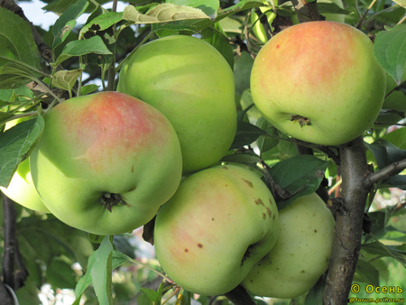 Теллисааре фото яблок