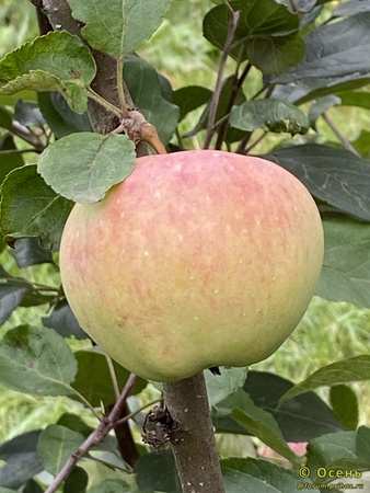 Черногуз фото яблока