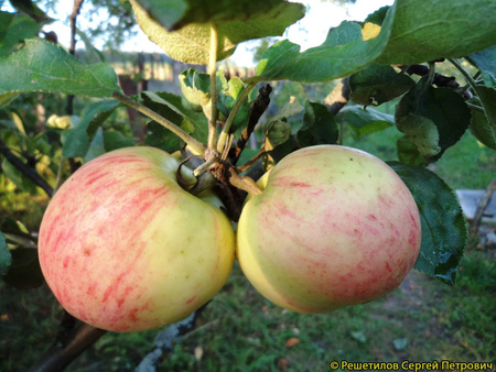 жилинское яблоки