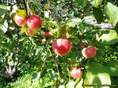 Памяти Сюбаровой яблоки