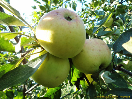 Спасское фото яблок