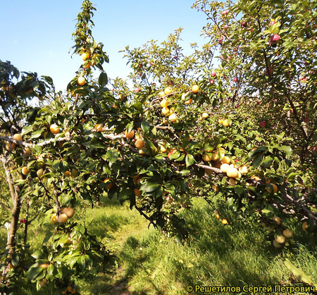 Желтая Никитская фото плодов