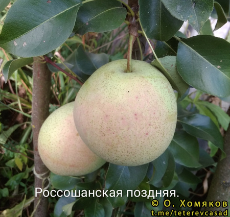 Юго-восток Московской области, 17 сентября 2019 Россошанская поздняя фото плодов