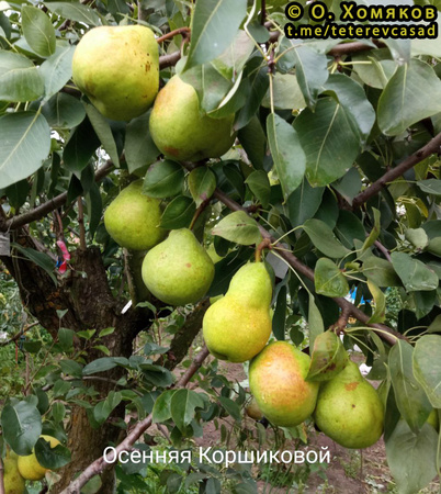 осенняя Коршиковой фото плодов