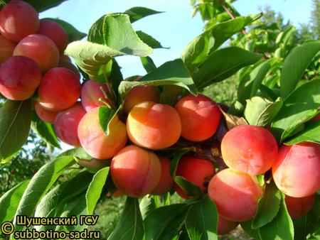 Алтайская юбилейная фото плодов