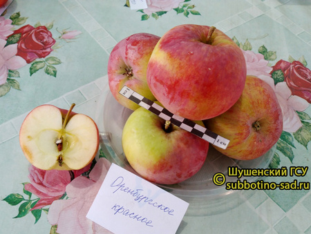 Оренбургское красное фото плодов