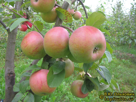 Белана  яблоки