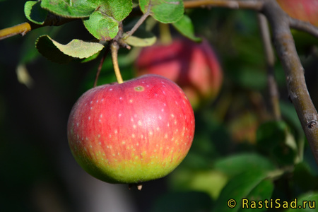 Елена фото яблока