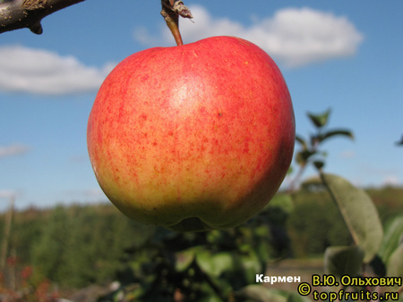 Егорьевский район Московской области, 17 сентября 2012 КАРМЕН фото яблок