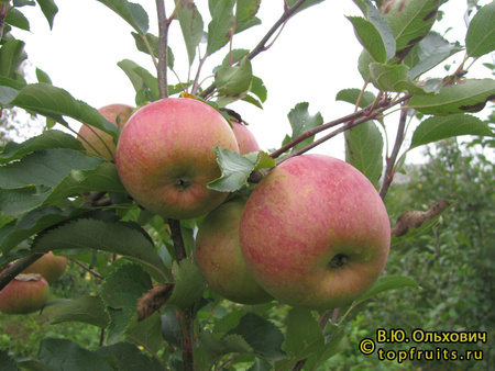 Красавита яблоки