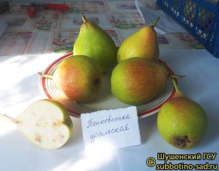 Тонковетка уральская фото плодов