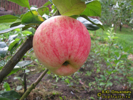 ЮБИЛЯР фото яблока