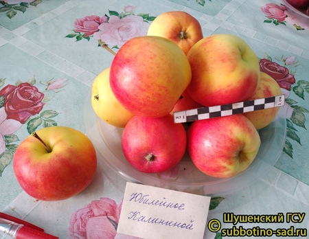 Юбилейное Калининой фото яблок