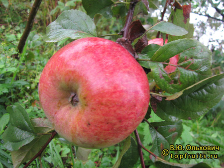 КОНФЕТНОЕ 2 фото яблока
