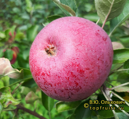 МАЛУША фото яблока