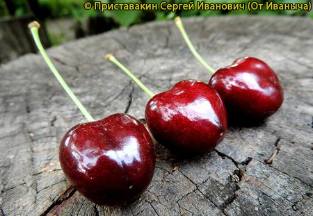 Fotografie ovoce Cordia