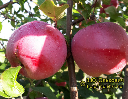 Шафран Краснокутский фото яблок