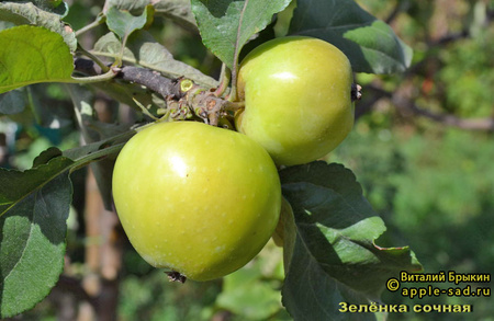 Зеленка сочная фото яблок