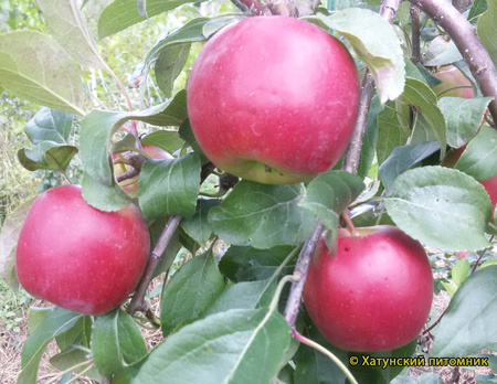 Пикси Кранч фото яблок