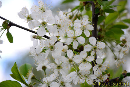 Харитоновская цветение вишни