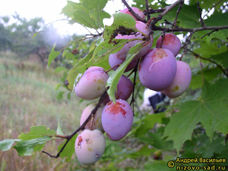 Казанская фото плодов