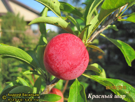 Красный шар фото плодов