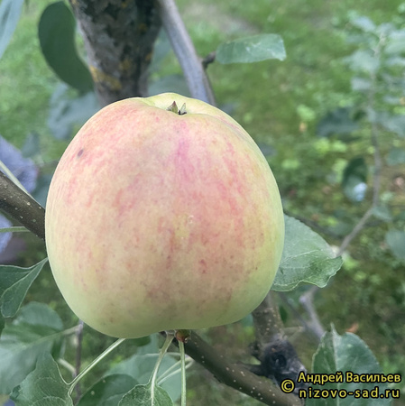 Сокол ясный фото яблока